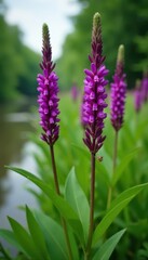 Purple loosestrife infesting wetland, impacting native plants, problem, conservation, destruction