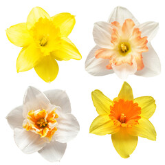 Collection of daffodils head isolated on white background. Spring flowers narcissus. Flat lay, top view