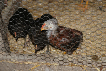 Young brown and black chickens, laying hen breed, in homemade predator protection cage, inside rustic rural family farm barn. Poultry for self-consumption. © cabado