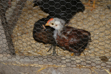 Young brown and black chickens, laying hen breed, in homemade predator protection cage, inside rustic rural family farm barn. Poultry for self-consumption. © cabado