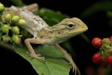 a lizard try to close his eye