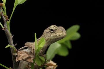 a lizard try to close his eye