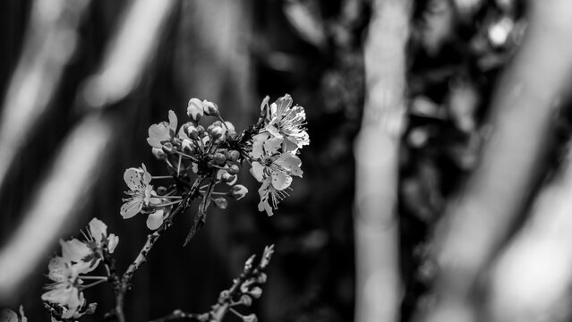 Plum tree blooming in spring in black and white - Powered by Adobe