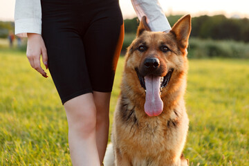 German shepherd dog panting happily while enjoying a walk outdoors with its owner in a sunny field,...