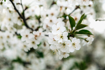 Close-up of delicate white cherry blossoms blooming on a branch, showcasing the beauty and renewal of springtime in nature with a soft blurred background