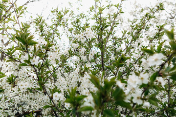 Cherry tree branches are reaching towards the sky, adorned with a profusion of delicate white blossoms and vibrant green leaves, creating a stunning display of springtime beauty