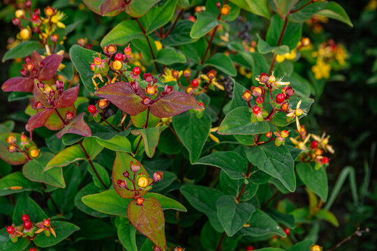 Hypericum androsaemum, commonly known as tutsan, features vibrant berries in shades of red and yellow, enhancing the beauty of a lush garden during the summer season
