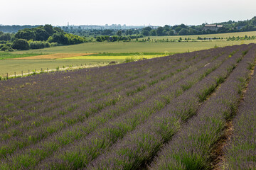 Lavender field stretching across farmland, vibrant purple blooms covering fertile ground under...