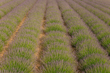 Lavender rows stretching across picturesque provence landscape, forming geometric purple patterns under soft sunlight, highlighting agricultural beauty