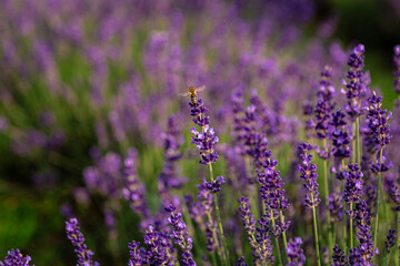 Obraz premium Honey bee flying above a lavender flower in a large field of blooming lavender flowers with a shallow depth of field, creating a dreamy, blurred background