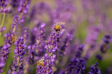 Honey bee collecting nectar and pollen from vibrant lavender flowers, contributing to pollination in a picturesque lavender field, creating a harmonious ecosystem