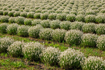 Rows of white thyme bushes growing in a field create a serene and organized pattern, highlighting the beauty of agricultural cultivation and the harmony of nature