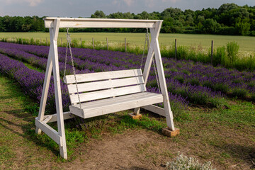 White wooden swing standing in a lavender field, creating a peaceful and inviting scene for...