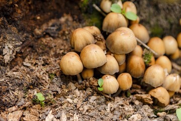 Fototapeta premium Cluster of mushrooms thriving on decaying wood in a tranquil forest, forming a captivating natural scene rich in detail and showcasing the beauty of the ecosystem