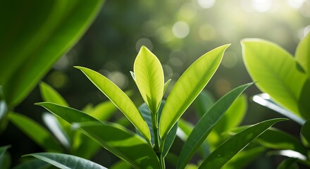 Vibrant green leaves, closeup nature photography, soft bokeh background, sunlight filtering through foliage, fresh spring growth, lush tropical plants, sharp focus on leaf details, bright natural ligh