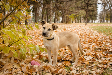Portrait of a cute black mouth cur playing in autumn leaves