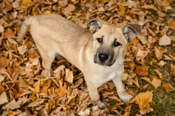 Portrait of a cute black mouth cur playing in autumn leaves