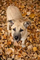 Portrait of a cute black mouth cur playing in autumn leaves