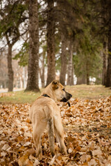 Portrait of a cute black mouth cur playing in autumn leaves