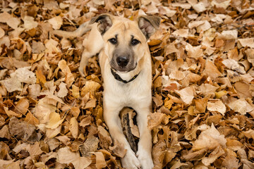 Portrait of a cute black mouth cur playing in autumn leaves