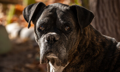 perro