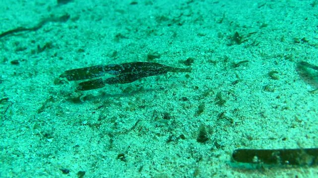 a pair of robust ghost pipefish floating beside a sea grass