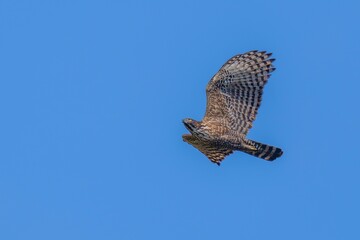 青空バックに悠然と飛ぶクマタカ成鳥