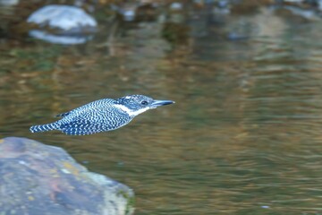 清らかな渓流をバックに颯爽と飛ぶヤマセミ