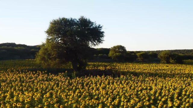 vista aerea de un campo cubierto de girasoles visto desde un dron en vuelo a baja altura que se desplaza lateralmente describiendo el sembrado amarillo de los girasoles en el atardecer.