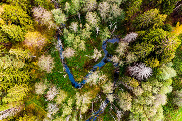 Aerial view of meandering forest stream, scenic wilderness in autumn