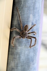 Leishmann's Huntsman Spider (Isopeda leishmanni) sheltering indoors, South Australia