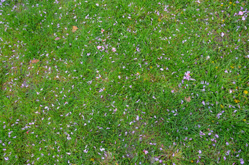 Green grass features soft pink and white scattered flower petals, evoking the beauty of spring....
