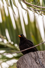 Turdus merula pertenece a la familia Turdidae.