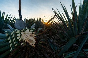 Agave tequila plant - Blue agave landscape fields in Jalisco, Mexico	
