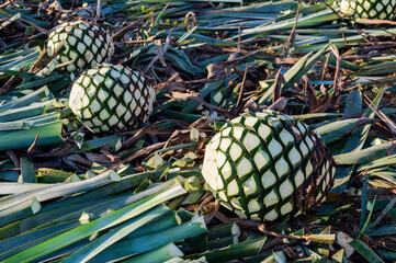 Agave tequila plant - Blue agave landscape fields in Jalisco, Mexico	
