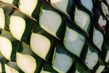 Agave tequila plant - Blue agave landscape fields in Jalisco, Mexico	
