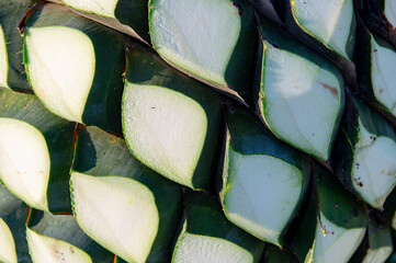 Agave tequila plant - Blue agave landscape fields in Jalisco, Mexico	
