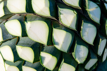 Agave tequila plant - Blue agave landscape fields in Jalisco, Mexico	
