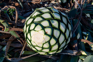 Agave tequila plant - Blue agave landscape fields in Jalisco, Mexico	
