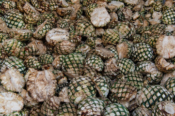 Agave tequila plant - Blue agave landscape fields in Jalisco, Mexico	
