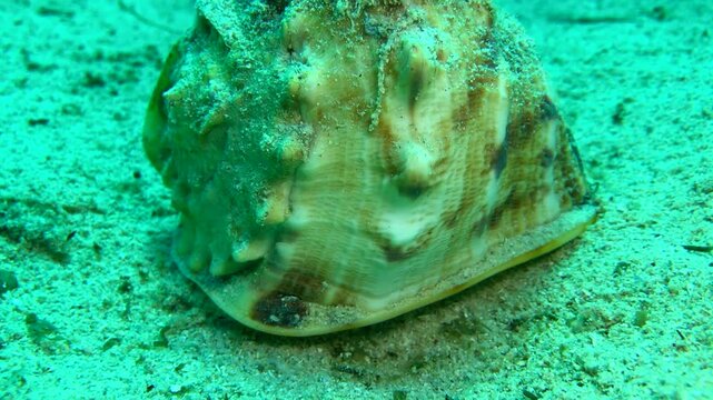 giant cowrie slowly moving in the sand