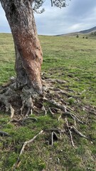 old tree trunk with roots