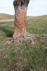 Pine tree in the mountains