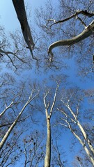 View of Plane trees in winter