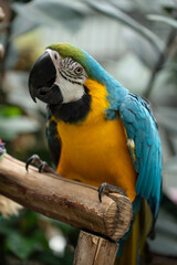 blue parrot, big parrot