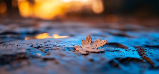 Autumn leaf on ground, sunset background, nature