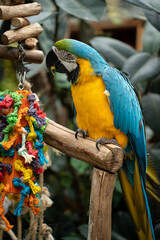 blue parrot, big parrot