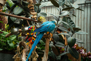 blue parrot, big parrot