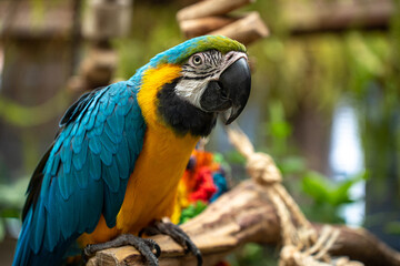 blue parrot, big parrot
