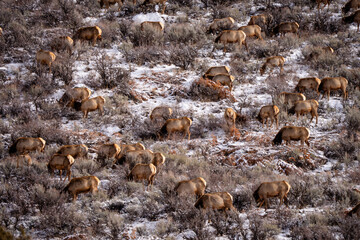 Elk herd on the side of a sagebrush snow covered mountain side in Utah